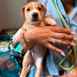 Puppy Preston image 2