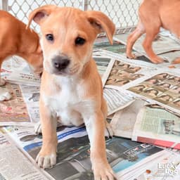 Puppy Poppy image 1