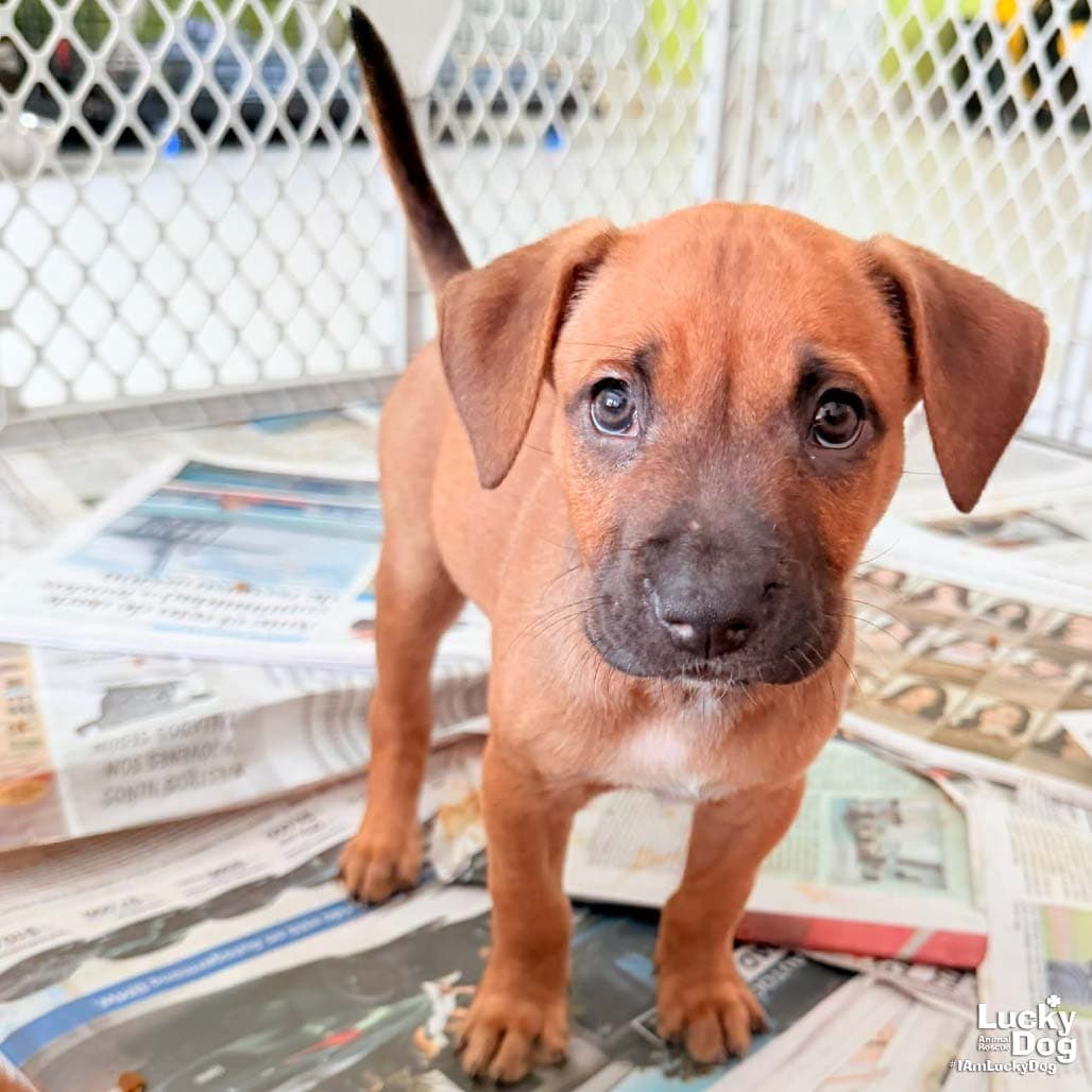 Puppy Priscilla - Retriever