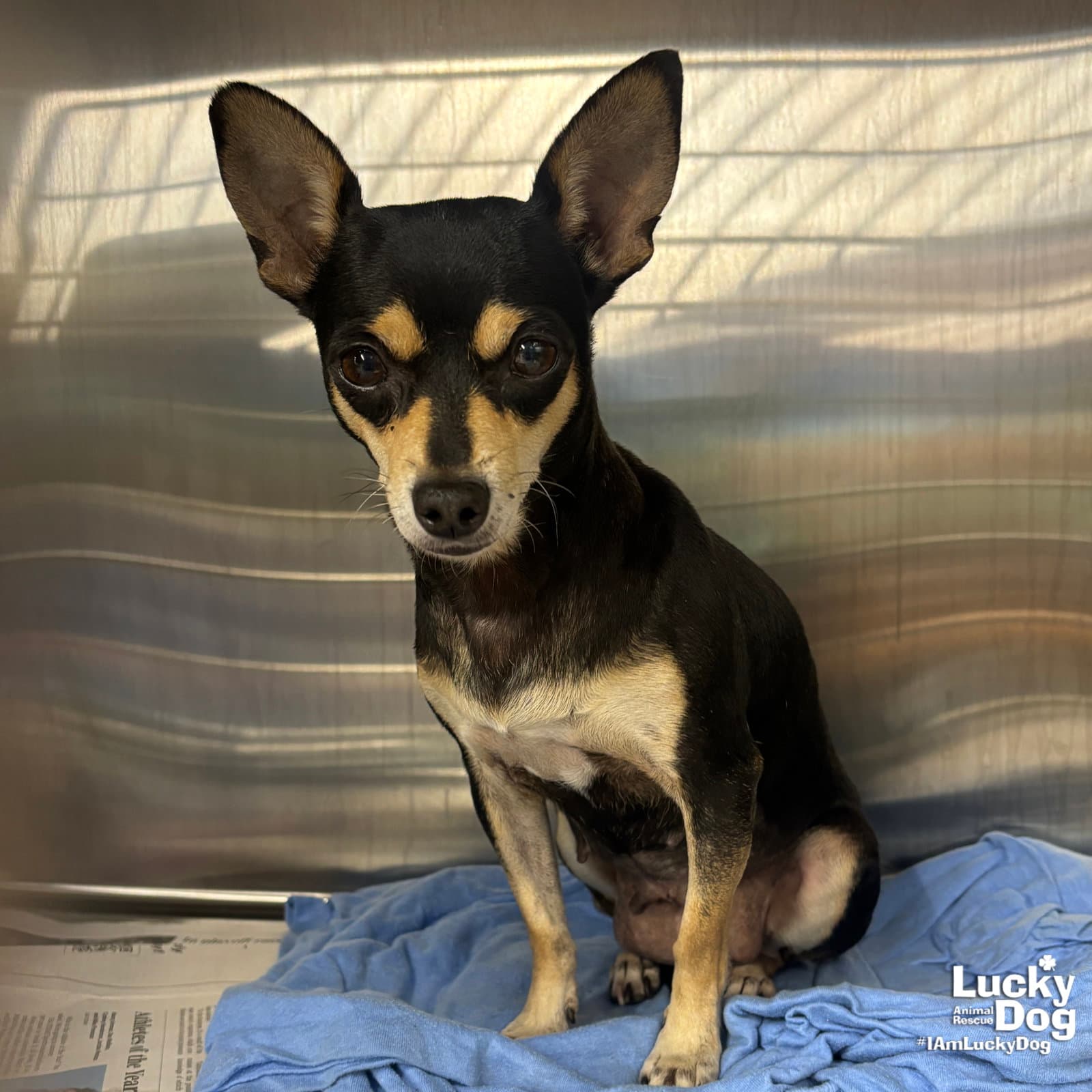 Magpie - Chihuahua
