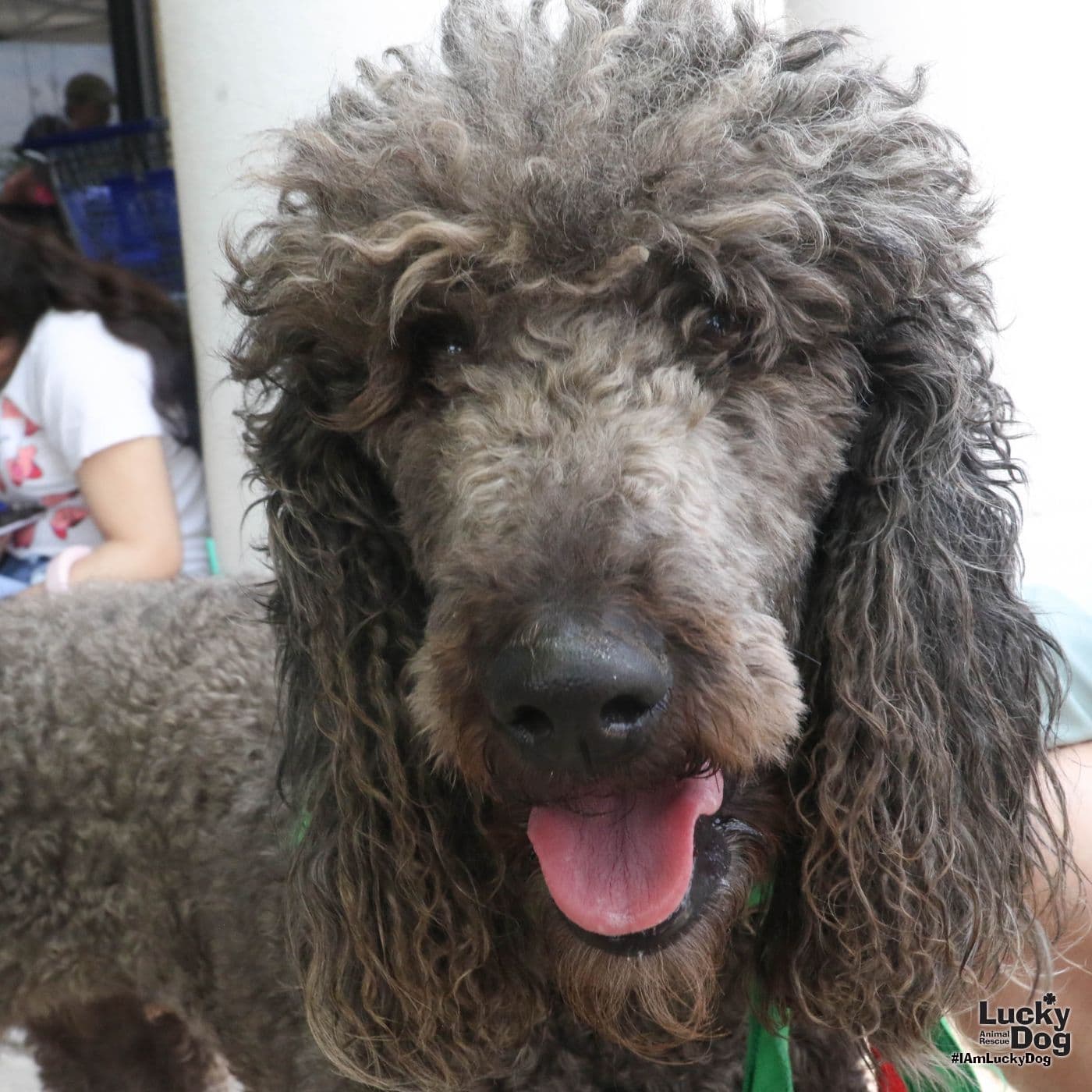 Fanny - Poodle (unknown type)