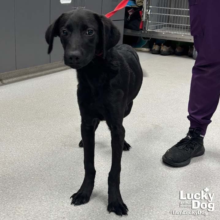 Louise - Labrador Retriever