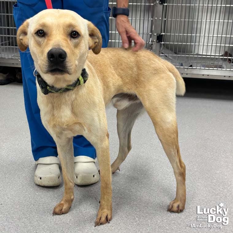 Benny - Labrador Retriever