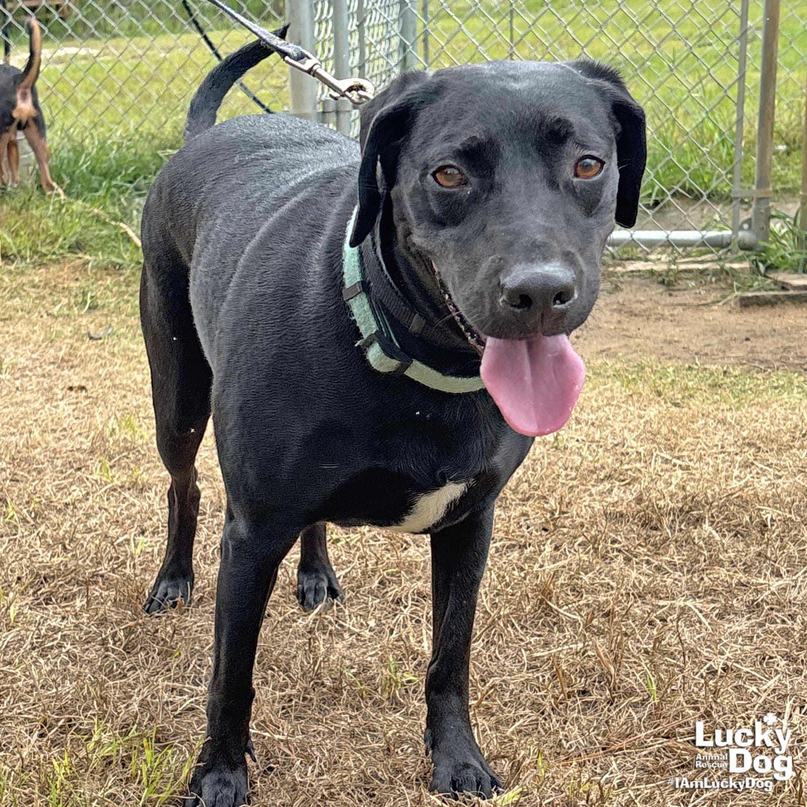 Coraline - Labrador Retriever