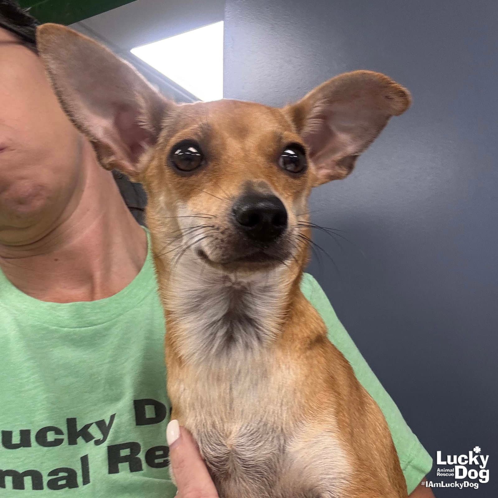 Edith - Chihuahua
