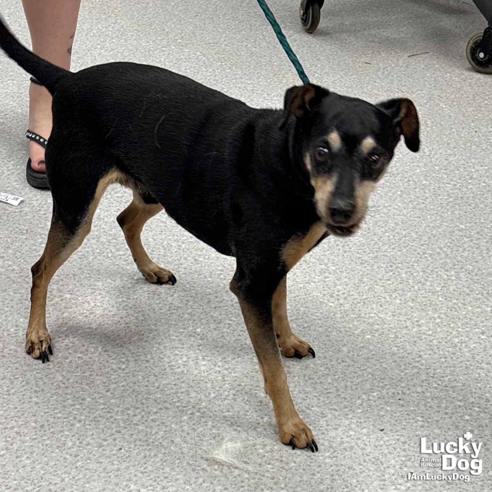 Bogart - Miniature Pinscher