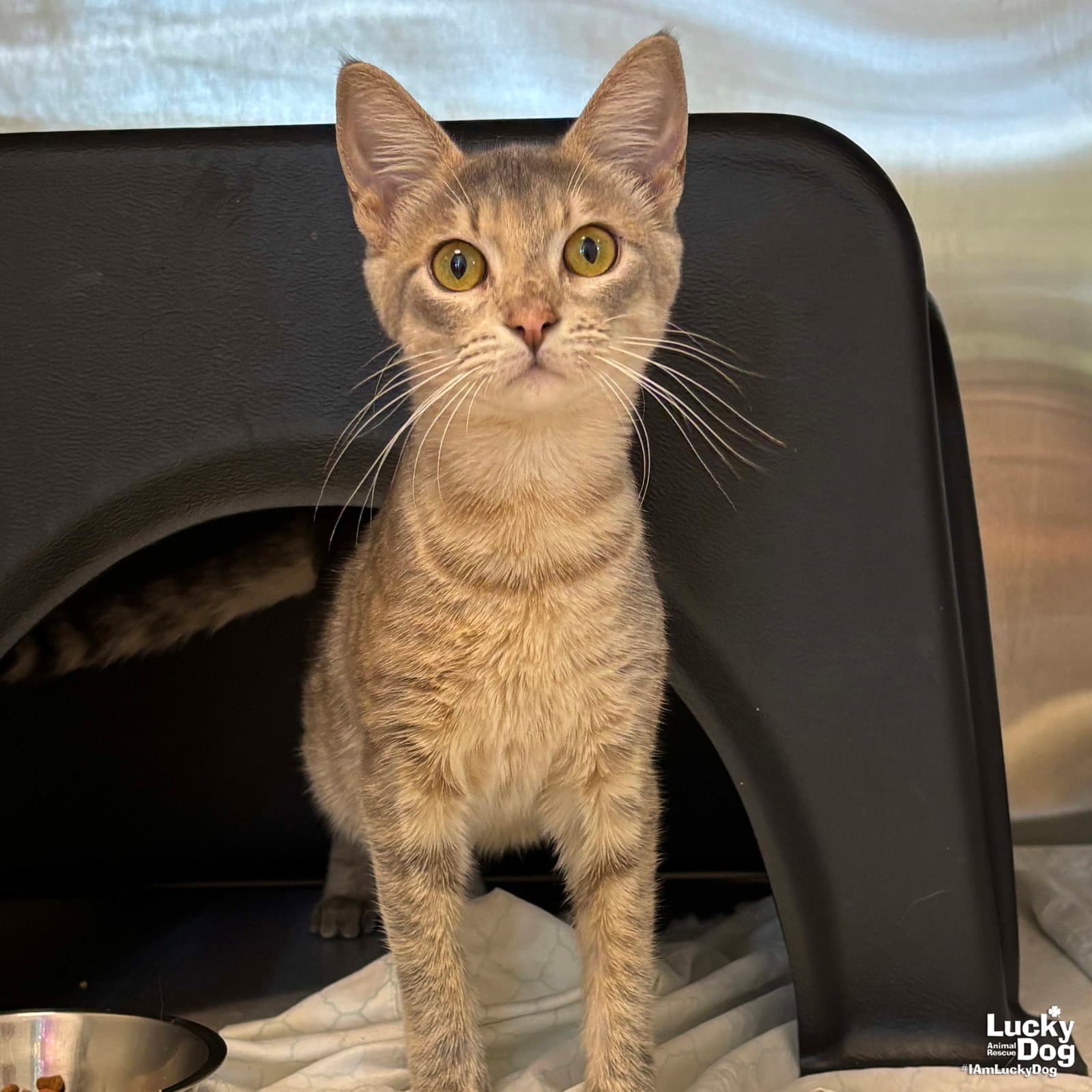 Brandy - Domestic Short Hair