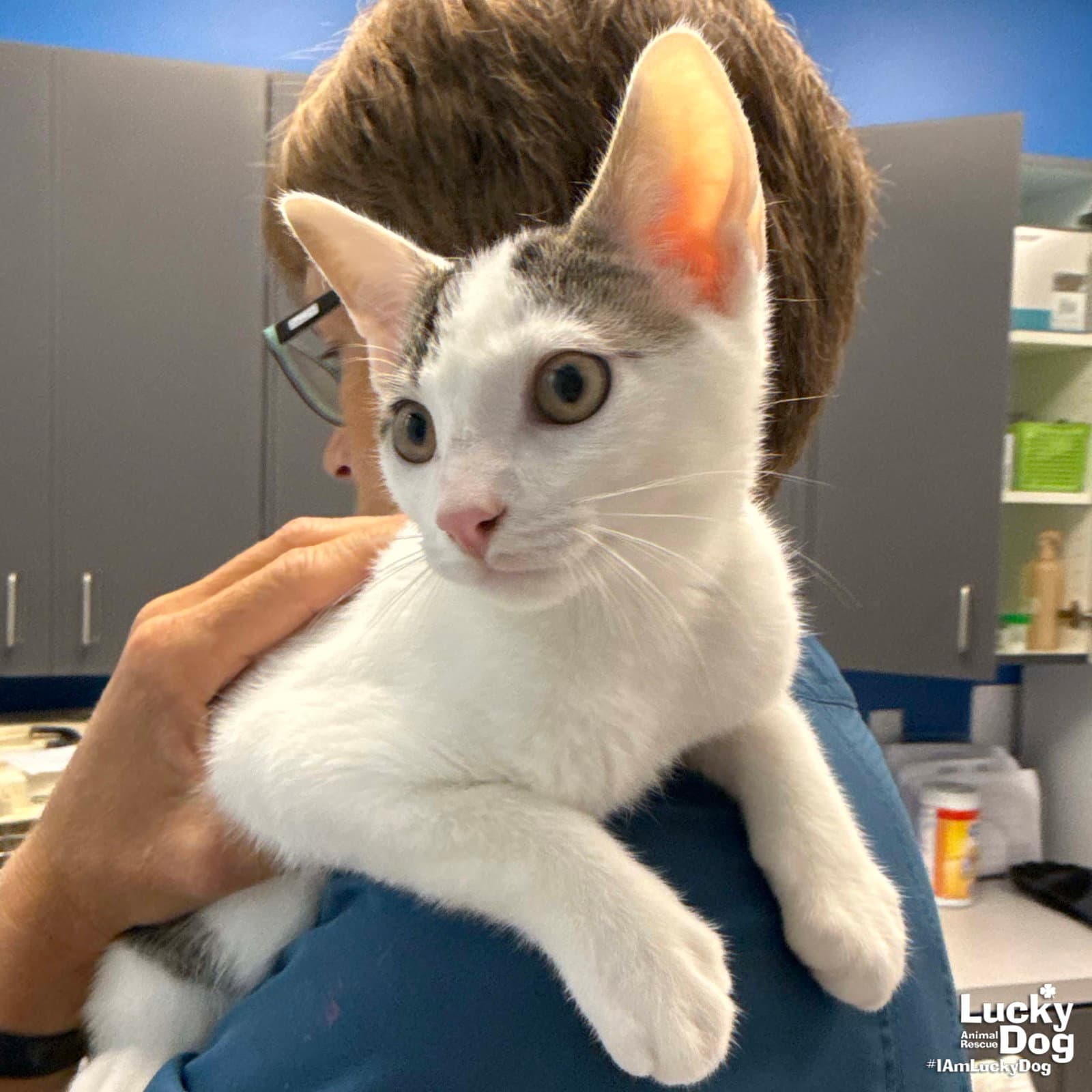Michael - Domestic Short Hair