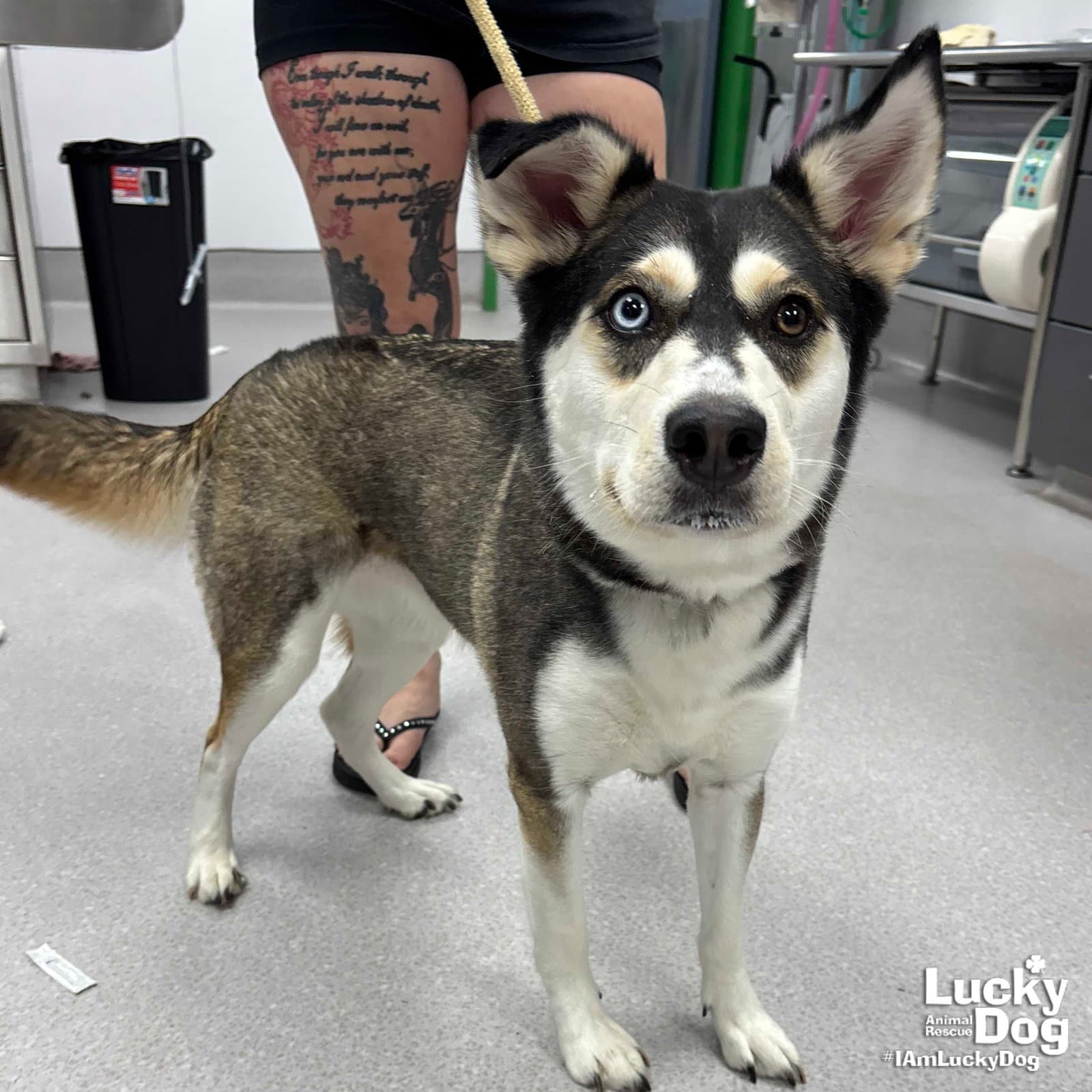 Stelly - Husky