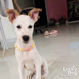 Leo Dan image 2