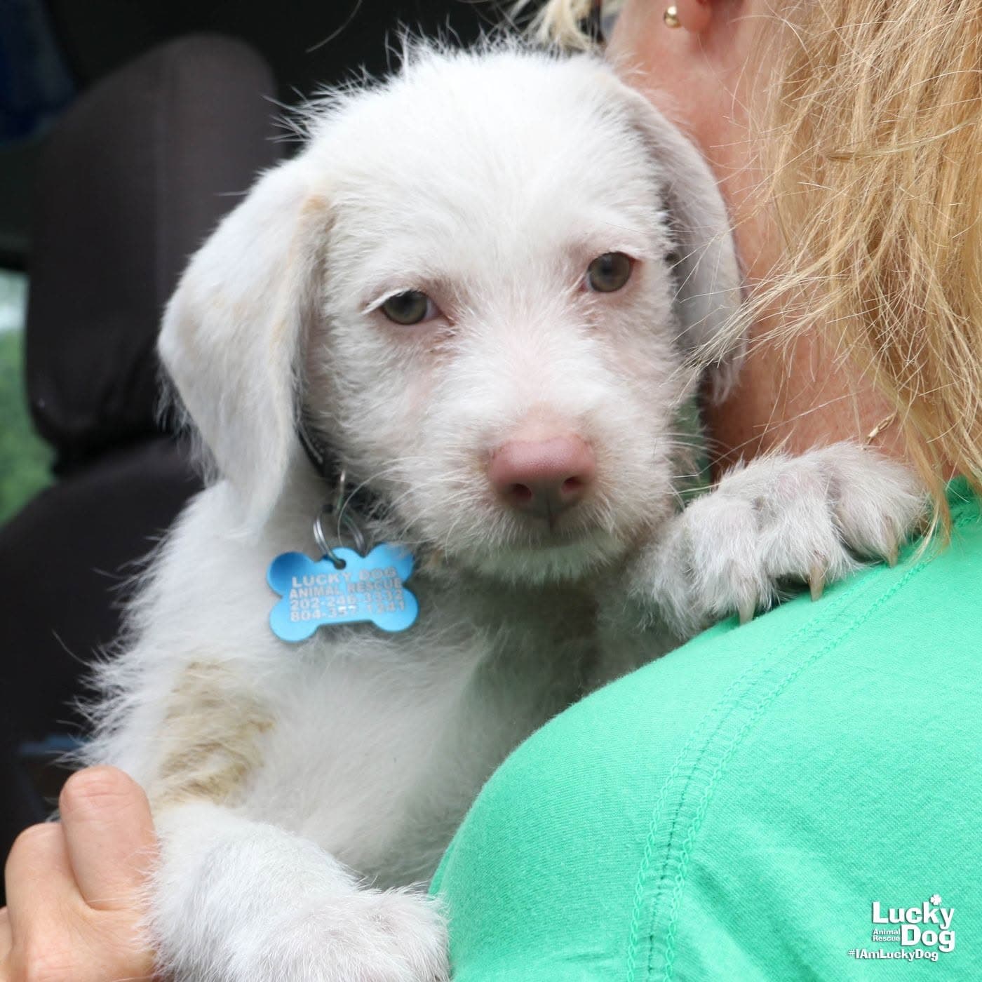 Troy - Terrier