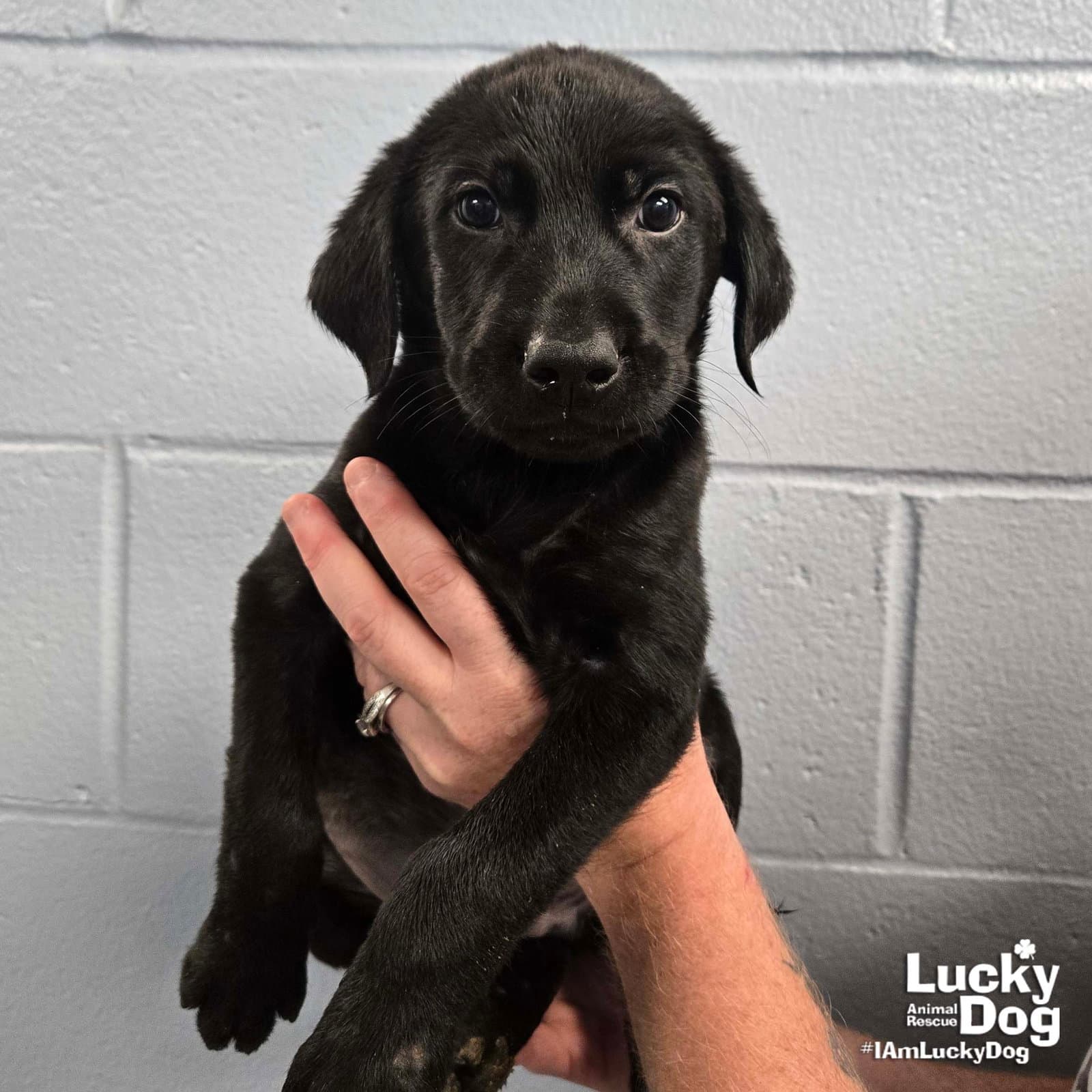 Oak - Labrador Retriever