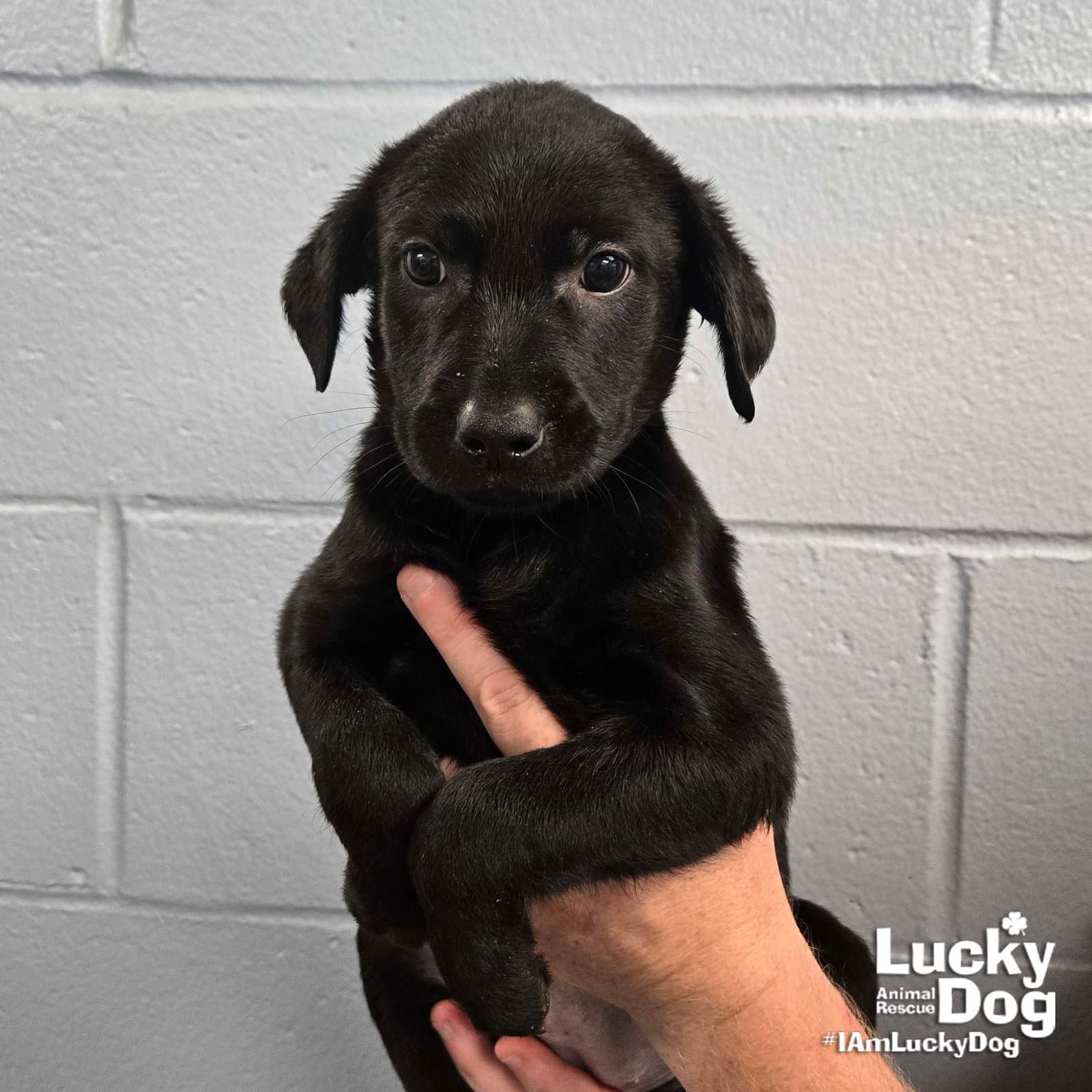 Oprah - Labrador Retriever
