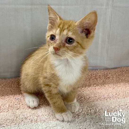 Rusty - Domestic Short Hair