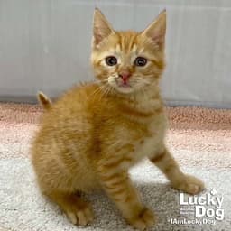 Pippy image 1