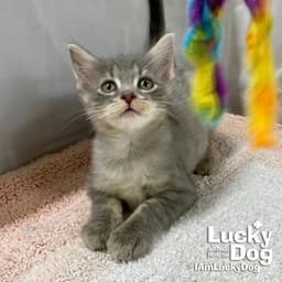 Alfie image 1