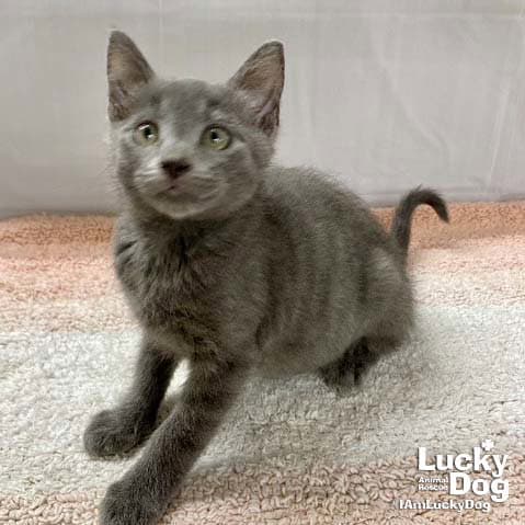 Artemis - Domestic Short Hair