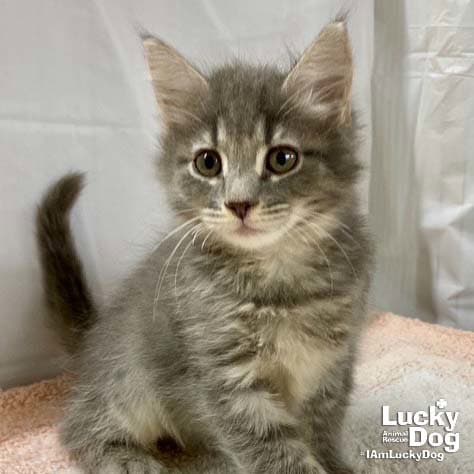 Aslan - Domestic Short Hair