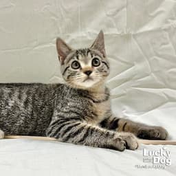 Toby image 1