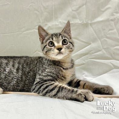 Toby - Domestic Short Hair