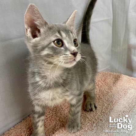 Alaska - Domestic Short Hair