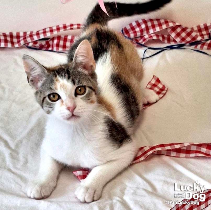Gabriella - Domestic Short Hair