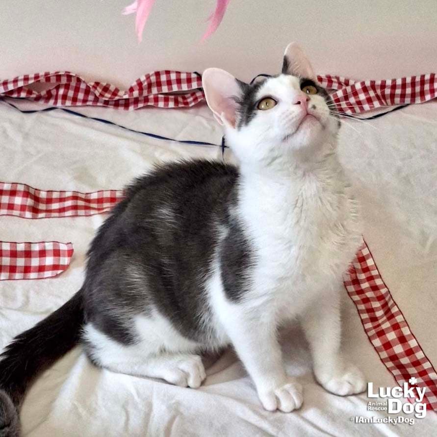 Georgie - Domestic Short Hair