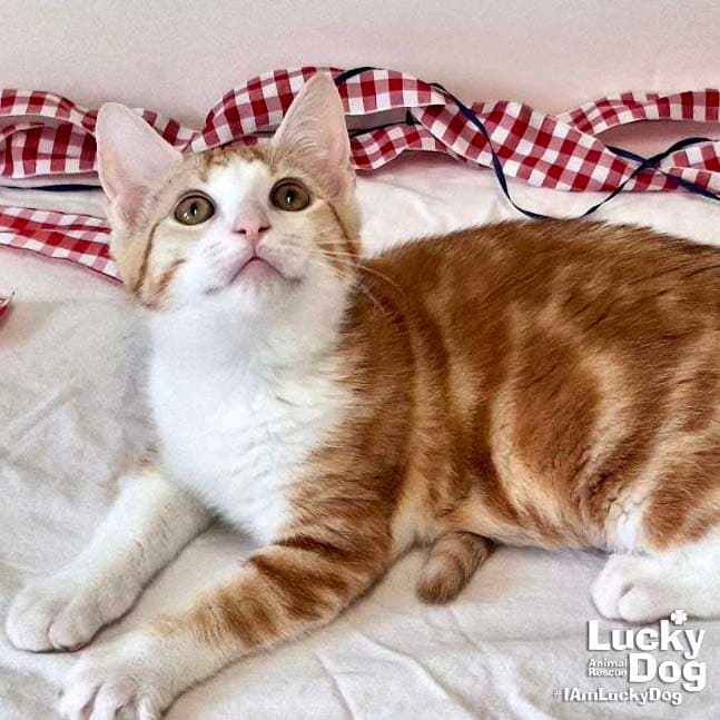 Goldie - Domestic Short Hair