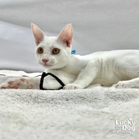 Timothy - Domestic Short Hair