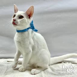 Timothy image 4