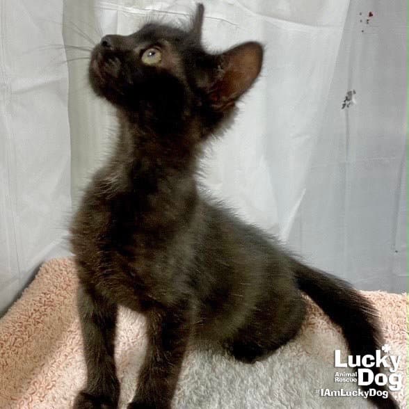 Whisper - Domestic Short Hair