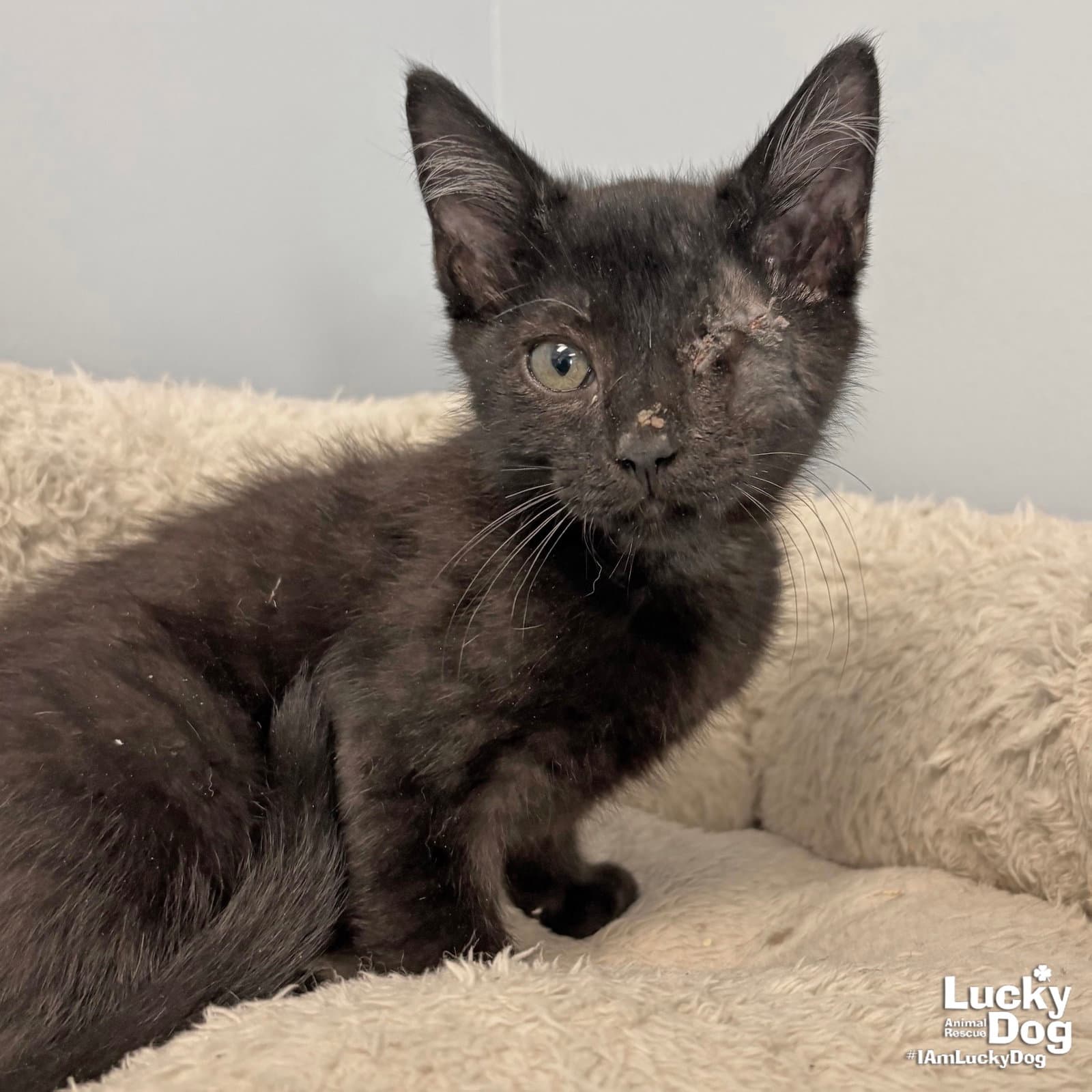 Poe - Domestic Short Hair