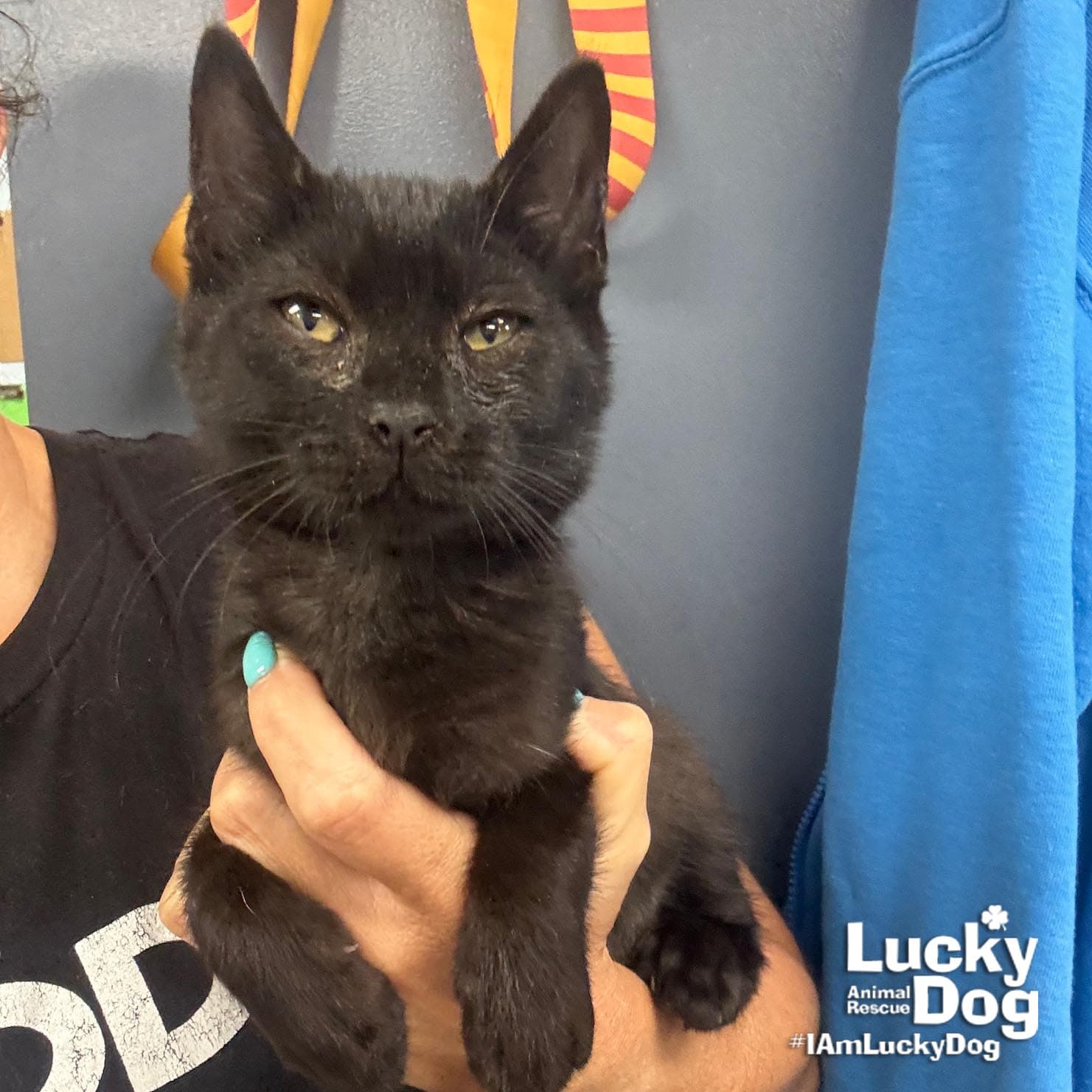Carlos - Domestic Short Hair