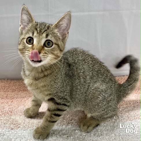 Tango - Domestic Short Hair