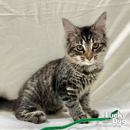Jamie Lynn - Domestic Long Hair