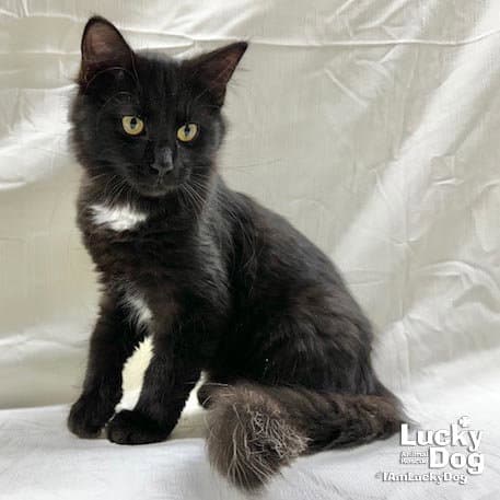Jaspar - Domestic Long Hair
