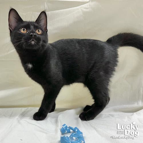 Jericho - Domestic Short Hair
