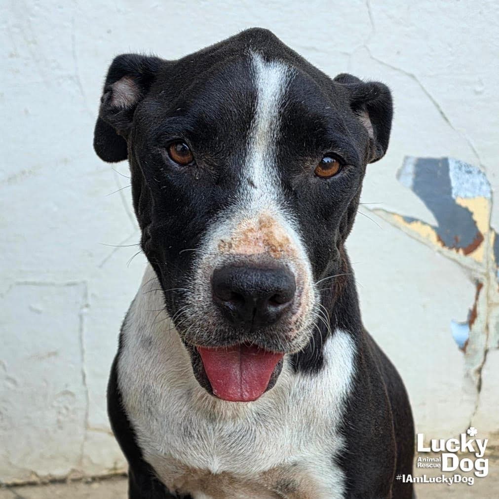 Snookie - Pit Bull Terrier