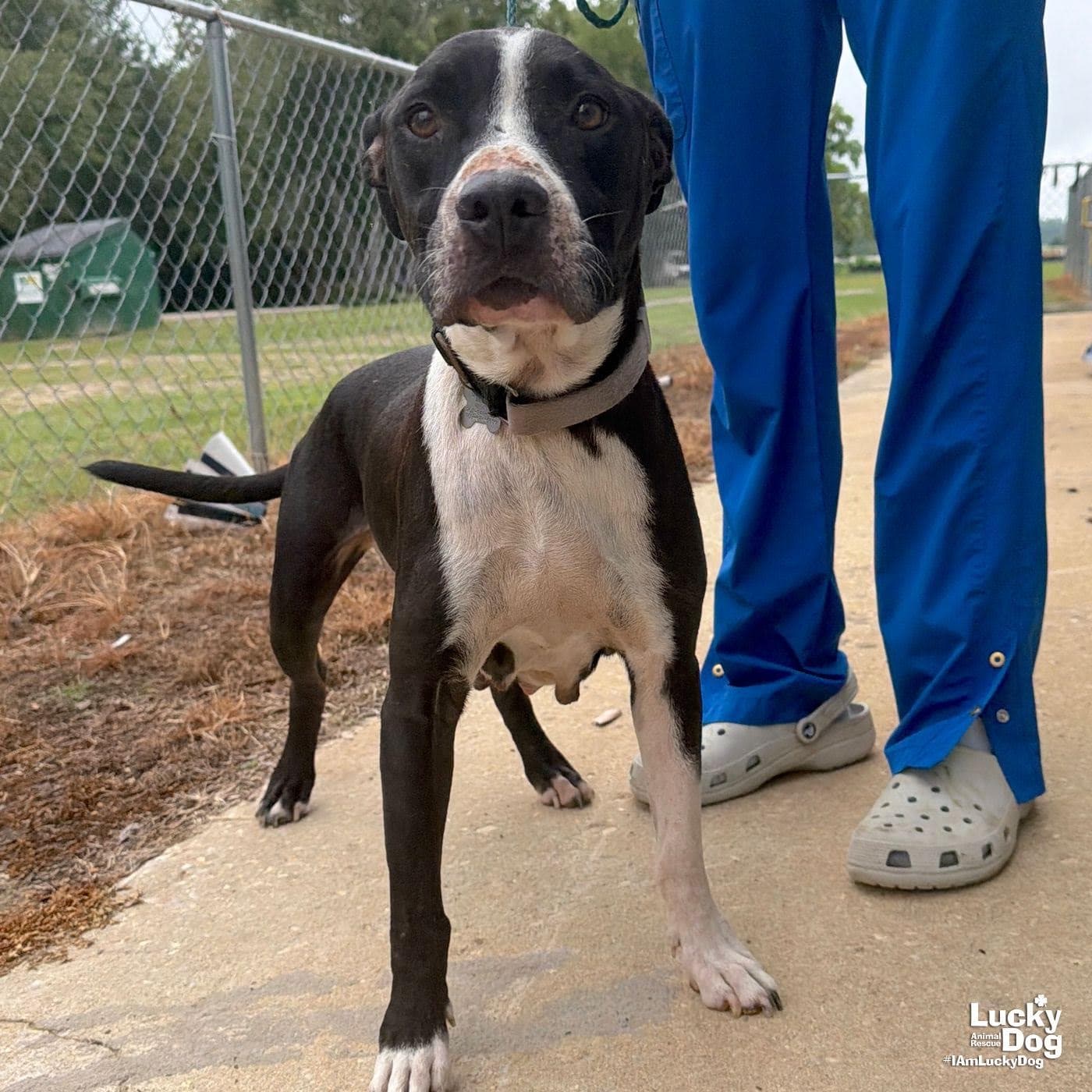 Snookie - Pit Bull Terrier