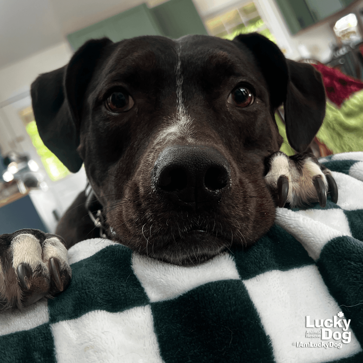 Holly - Labrador Retriever