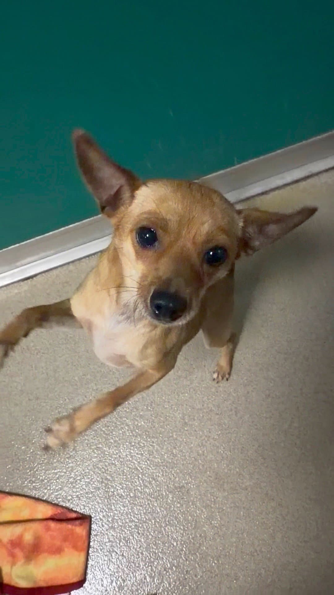 Raymond - Chihuahua