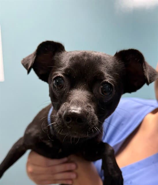 Toto - Chihuahua