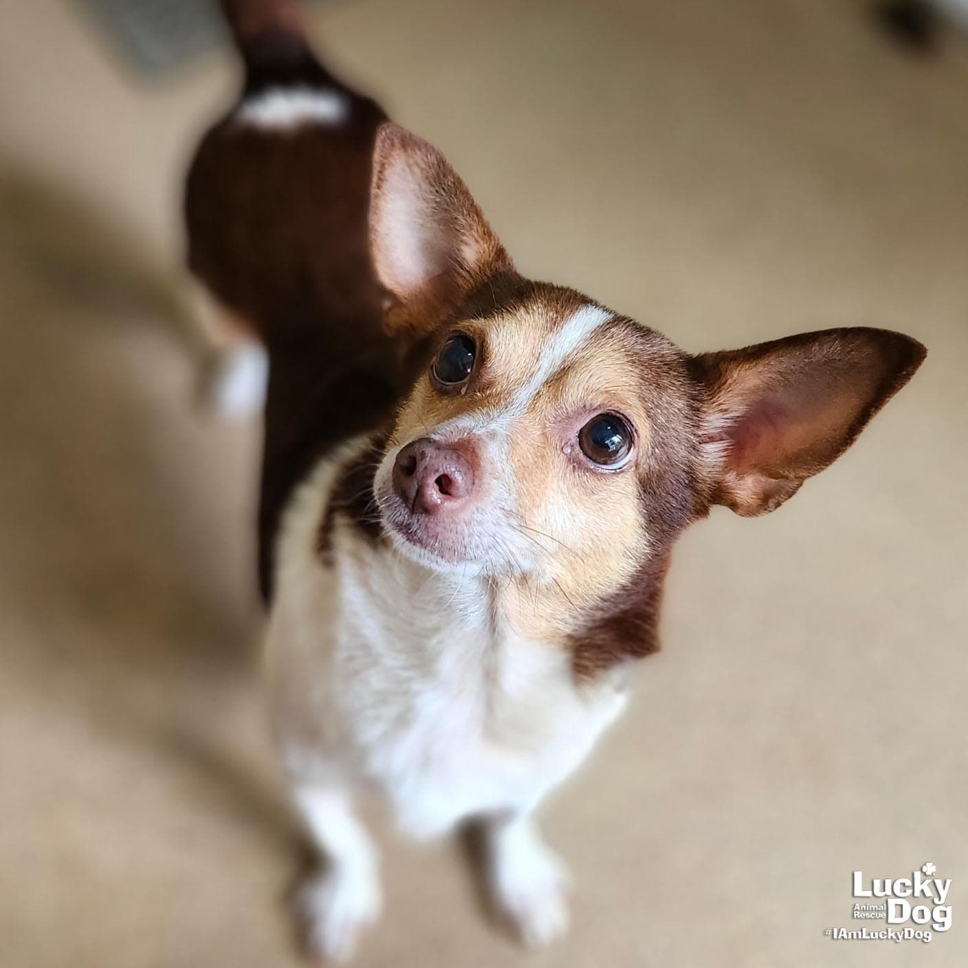Parsons - Chihuahua