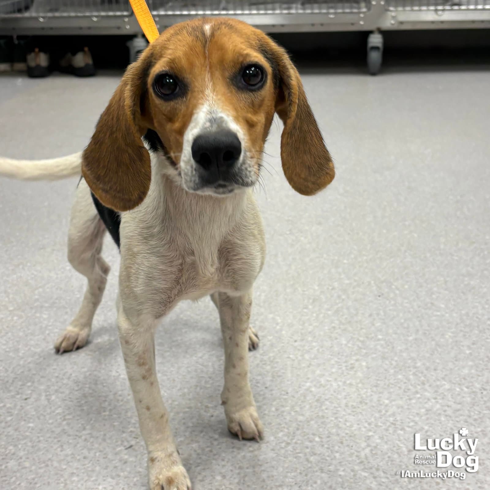 Blanche - Beagle