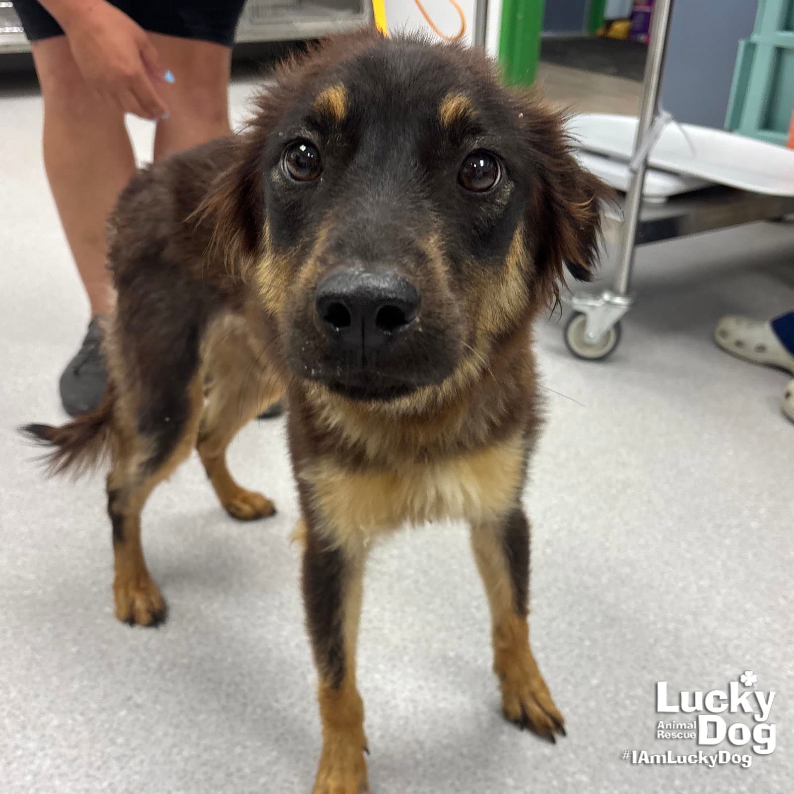 Wendra - Shetland Sheepdog Sheltie