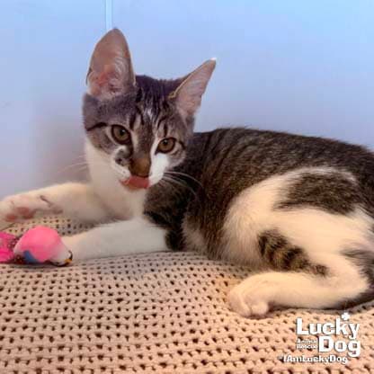 Parson - Domestic Short Hair