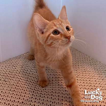 Albert - Domestic Short Hair