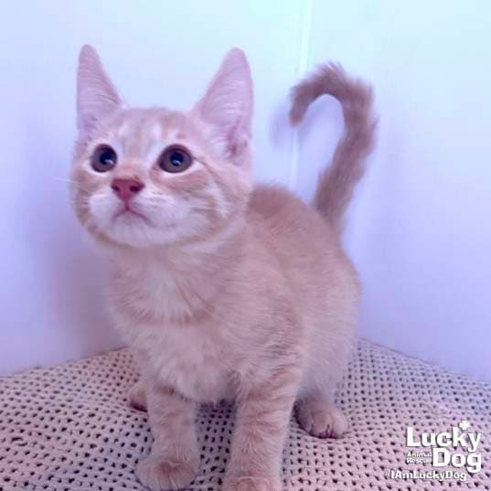 Archie - Domestic Short Hair