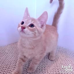 Archie image 2