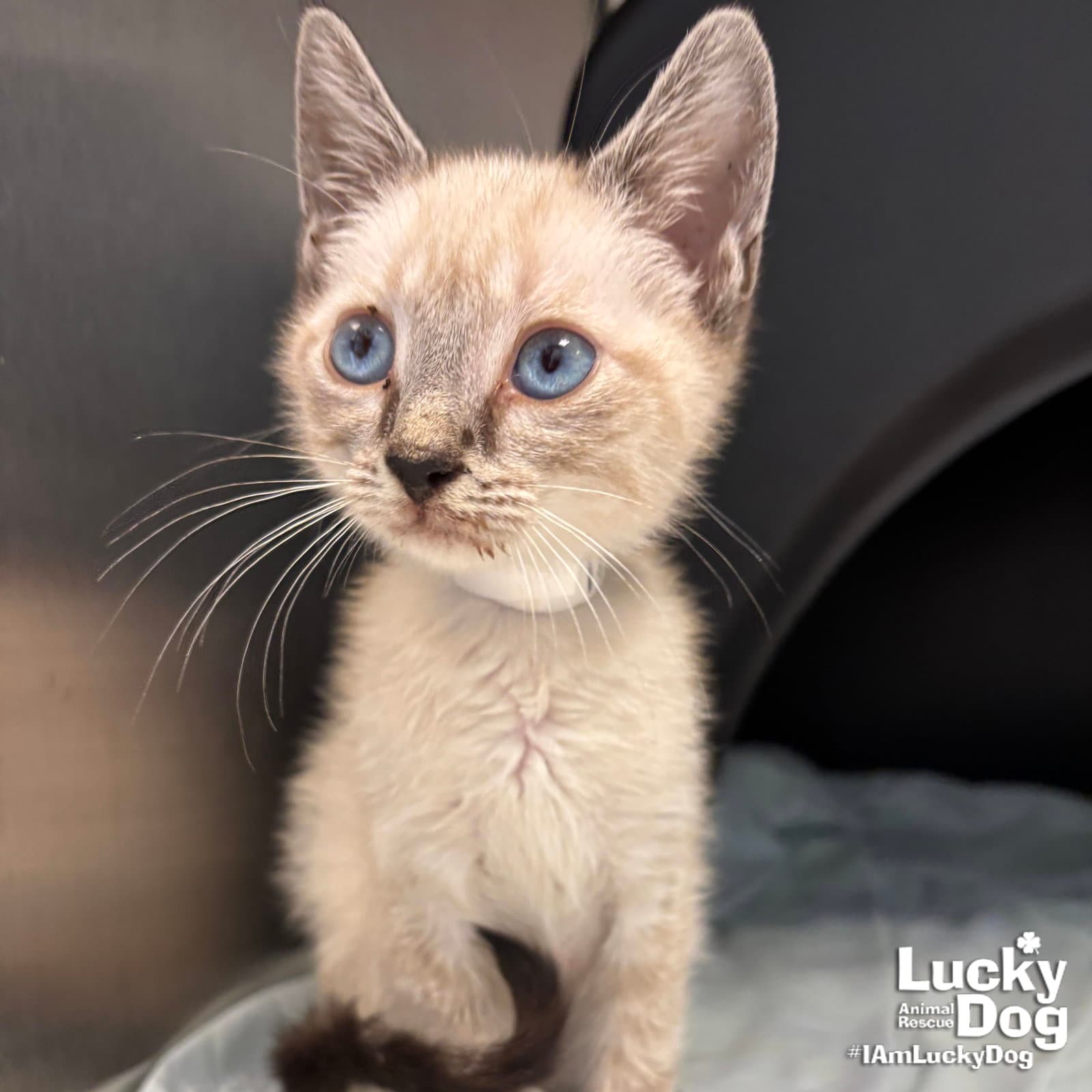 Truffle - Siamese